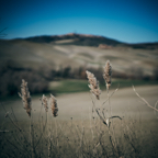 Val D'Orcia