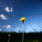 FioreAsiago_A7F0428.jpg