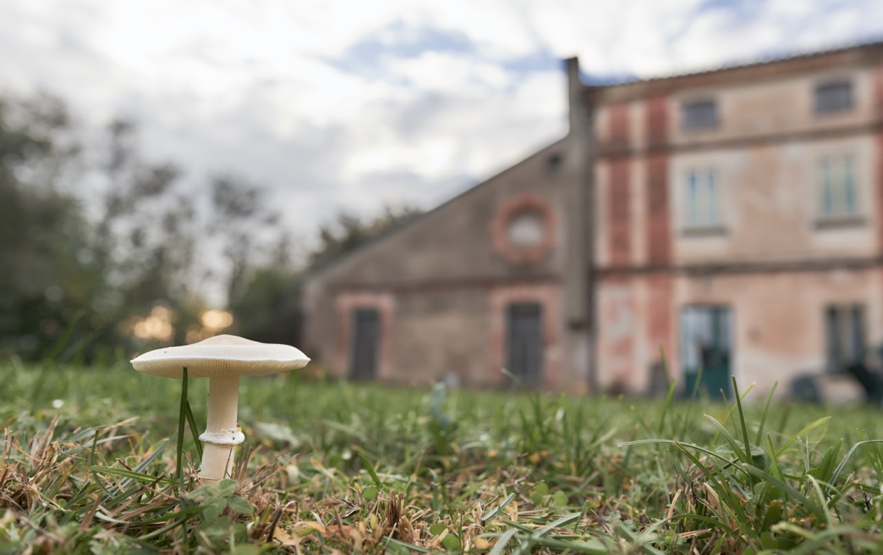 Majo Funghi_A7F1143.jpg