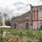 Majo Funghi_A7F1143.jpg