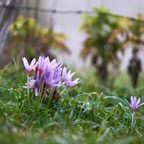Malghe_A7F0354.jpg