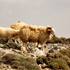 Creta 2012-03-28-494 .jpg