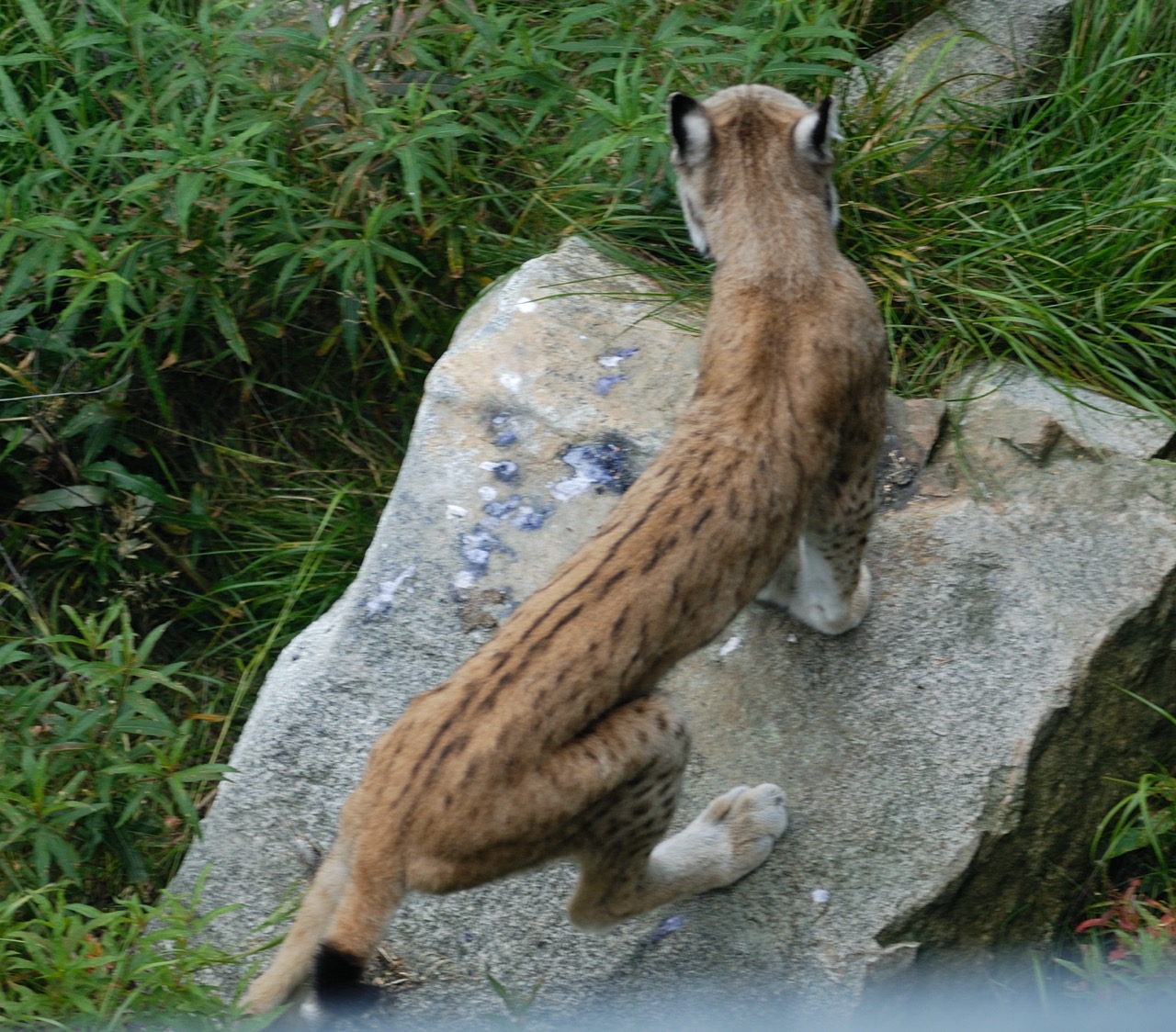 DSC_0195-20100820_115303.jpg