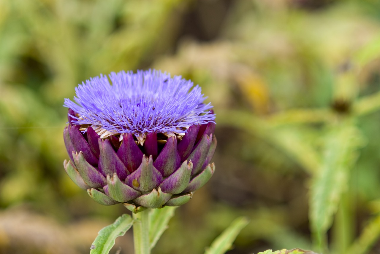 08 078 Cheverny Giardino Fiori.JPG