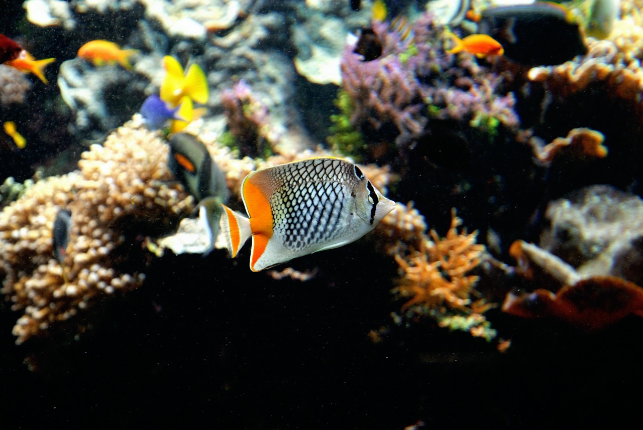 11 06 Oceanopolis.jpg