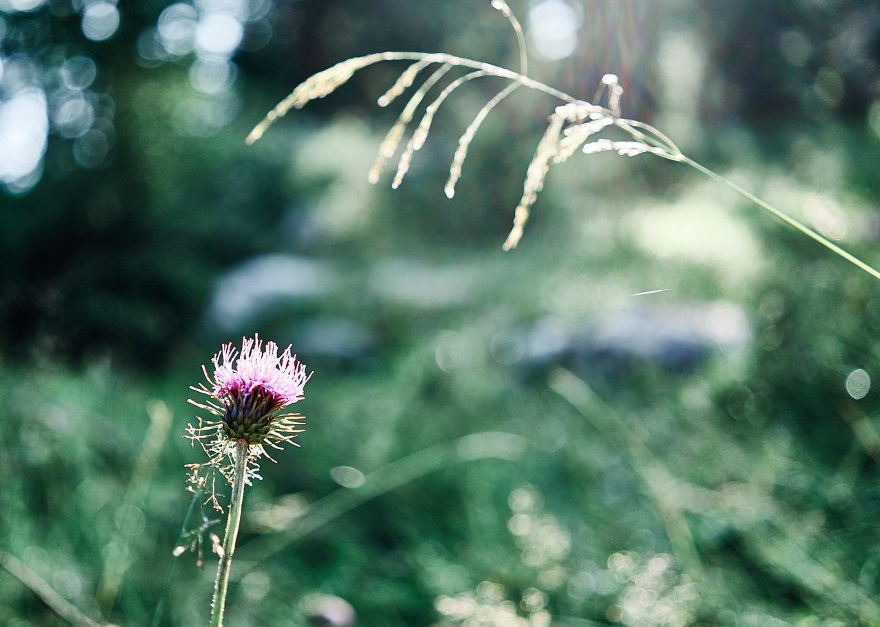 Luci e fiori